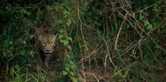 Humanos Ameaçam Mais de 5 Mil Espécies de Vertebrados, Revela Estudo