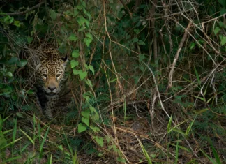 Humanos Ameaçam Mais de 5 Mil Espécies de Vertebrados, Revela Estudo