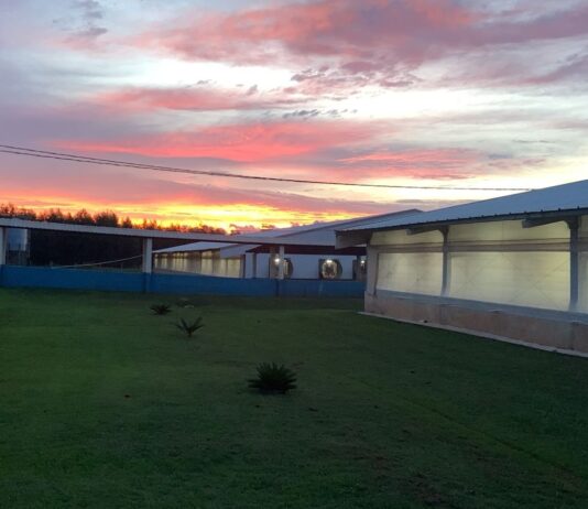 BB e FutureCarbon destravam créditos de carbono no agronegócio