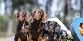 Dachshund: conheça a raça do famoso salsicha