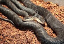 Cobra de Duas Cabeças é Nova Atração em Centro nos EUA