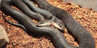 Cobra de Duas Cabeças é Nova Atração em Centro nos EUA