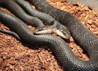 Cobra de Duas Cabeças é Nova Atração em Centro nos EUA