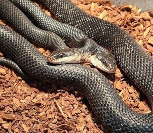 Cobra de Duas Cabeças é Nova Atração em Centro nos EUA