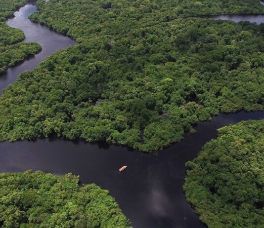 Future Climate e Aon dão forma a melhores decisões para o setor privado no mercado voluntário de carbono