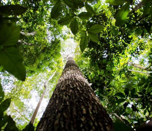 Senado aprova projeto que regula o mercado de carbono